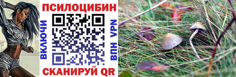 где купить   Подольск  Галлюциногенные грибы мицелий 